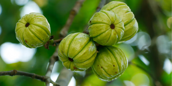 Garcinia cambogia: Una ayuda natural para regular el apetito 