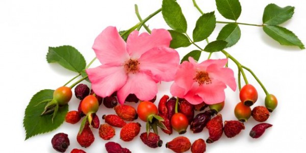 Rosa canina fruit oil