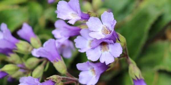 LA PLANTA DE LA RESURRECCIÓN: LA HARBELEA