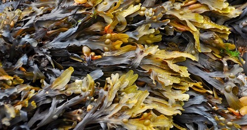 Chondrus crispus: la excepcional alga contenida en la GOLD REGENERATION CREAM de Q77+